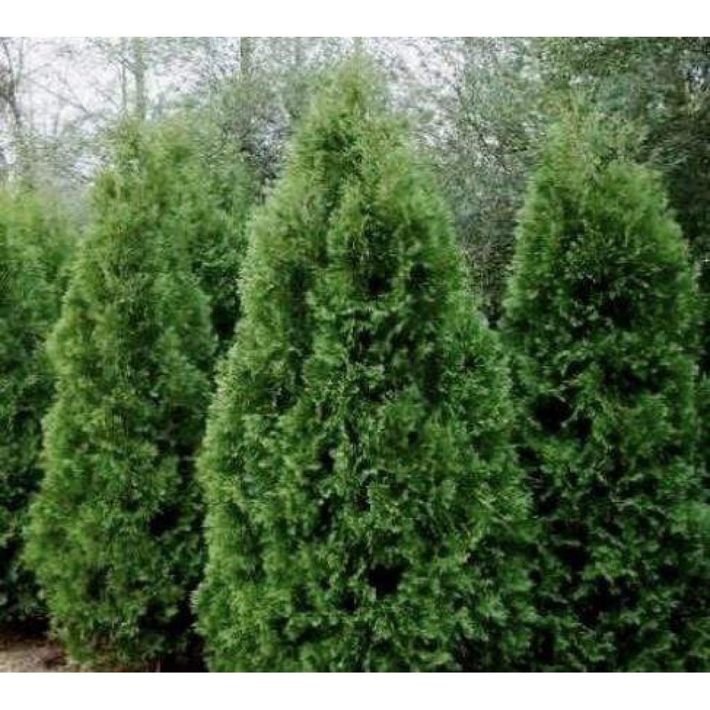 Thuja Occidentalis Nigra - View 7 from www redcrocus com