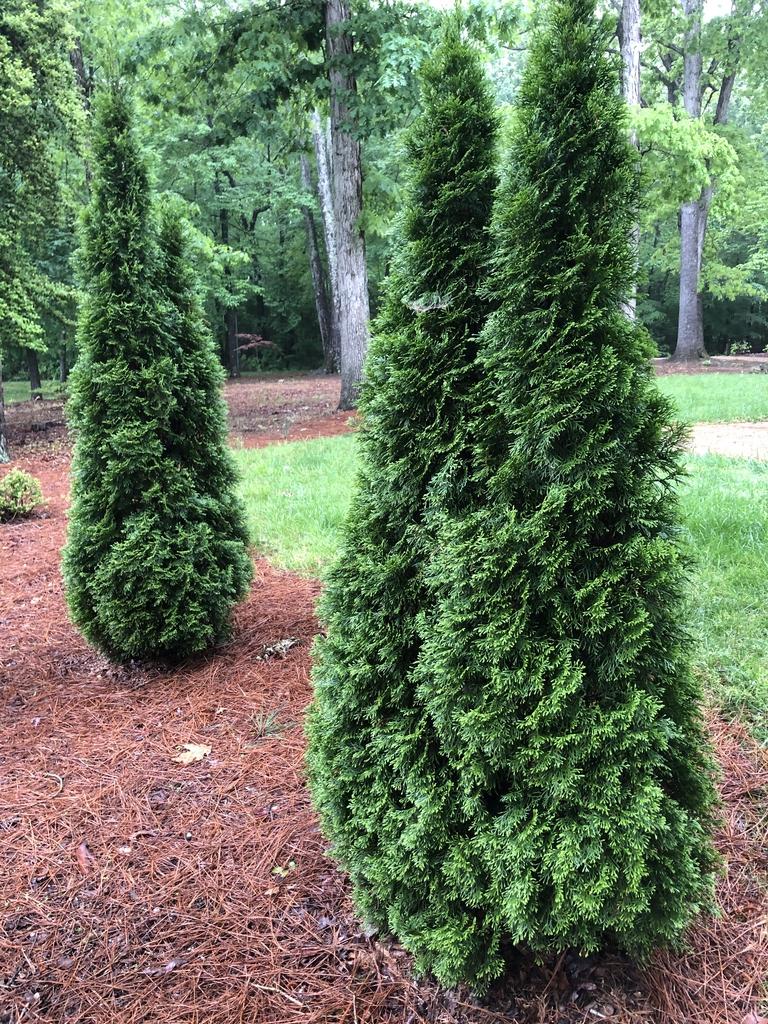Thuja Occidentalis Nigra - View 8 from www redcrocus com