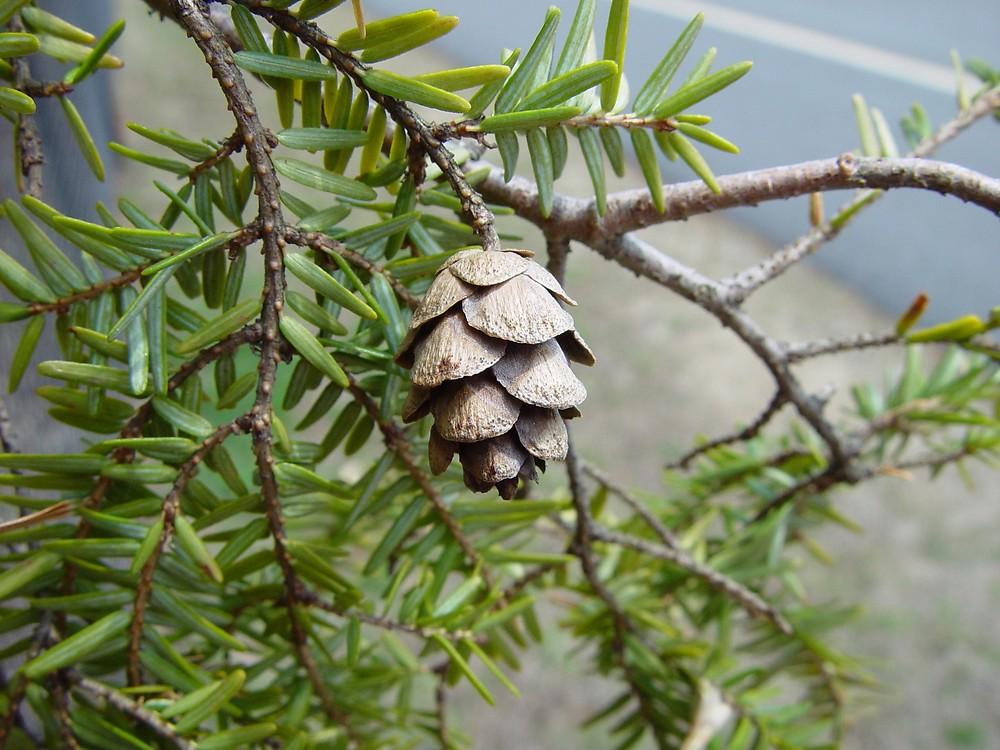 Tsuga Canadensis - View 19 from www redcrocus com