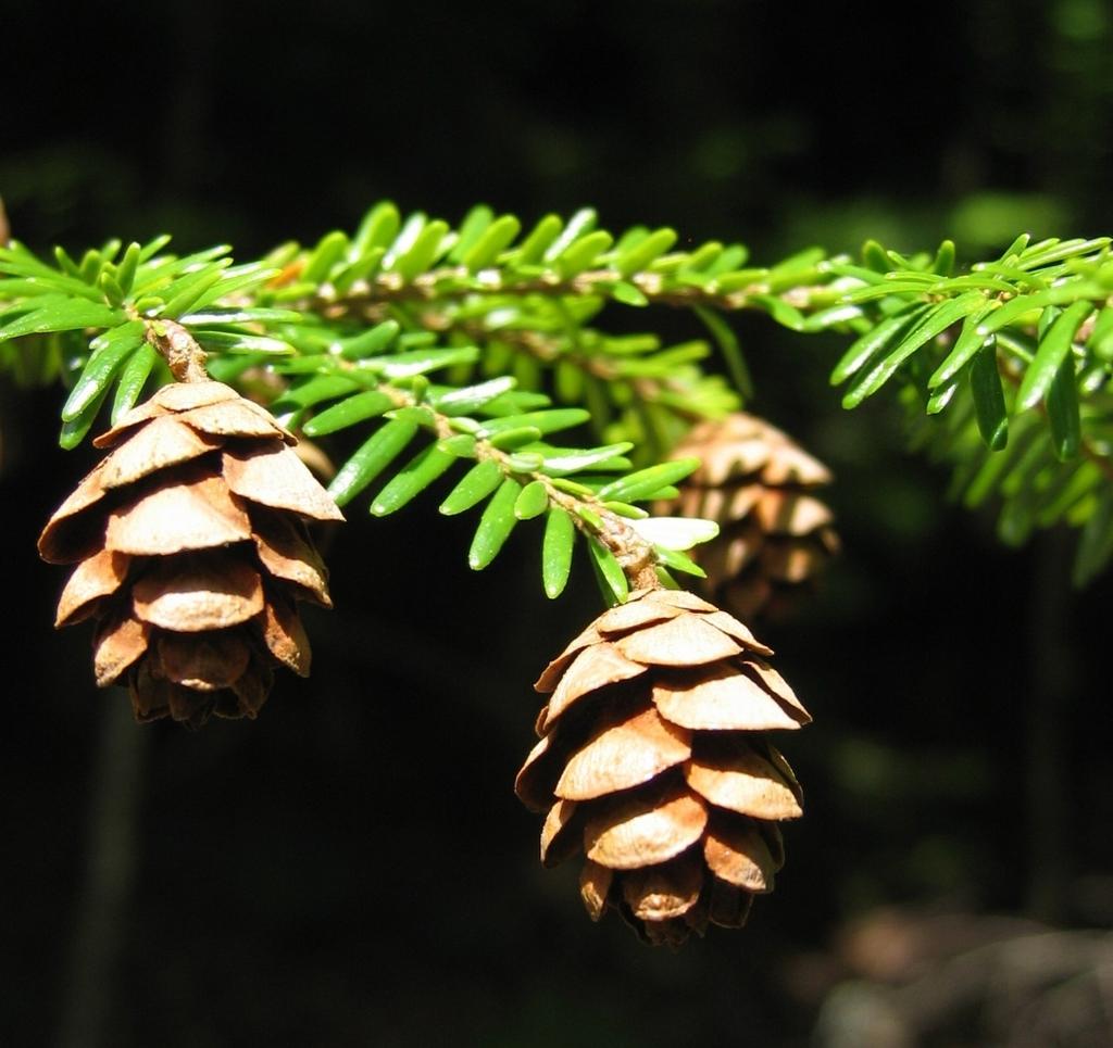 Tsuga Canadensis - View 8 from www redcrocus com