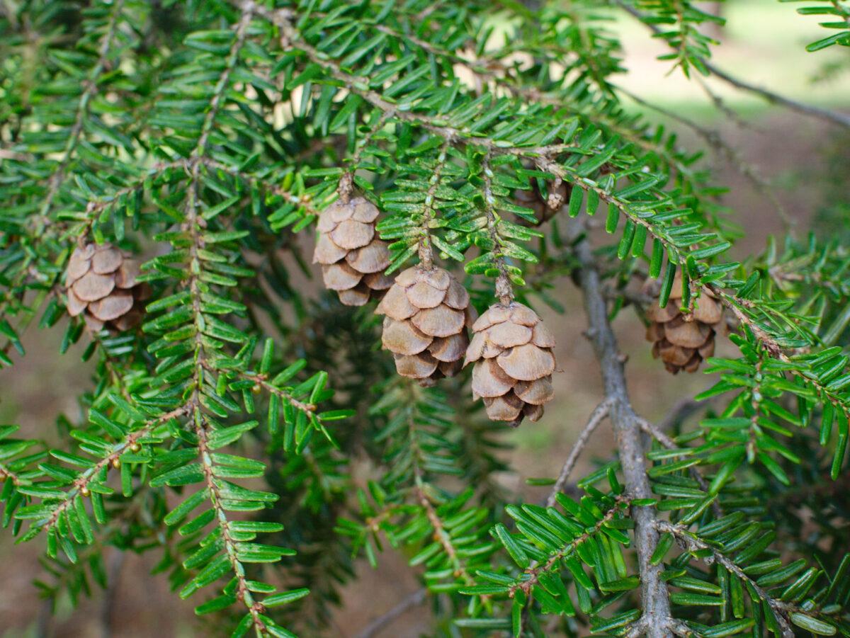 Tsuga Canadensis - View 18 from www redcrocus com