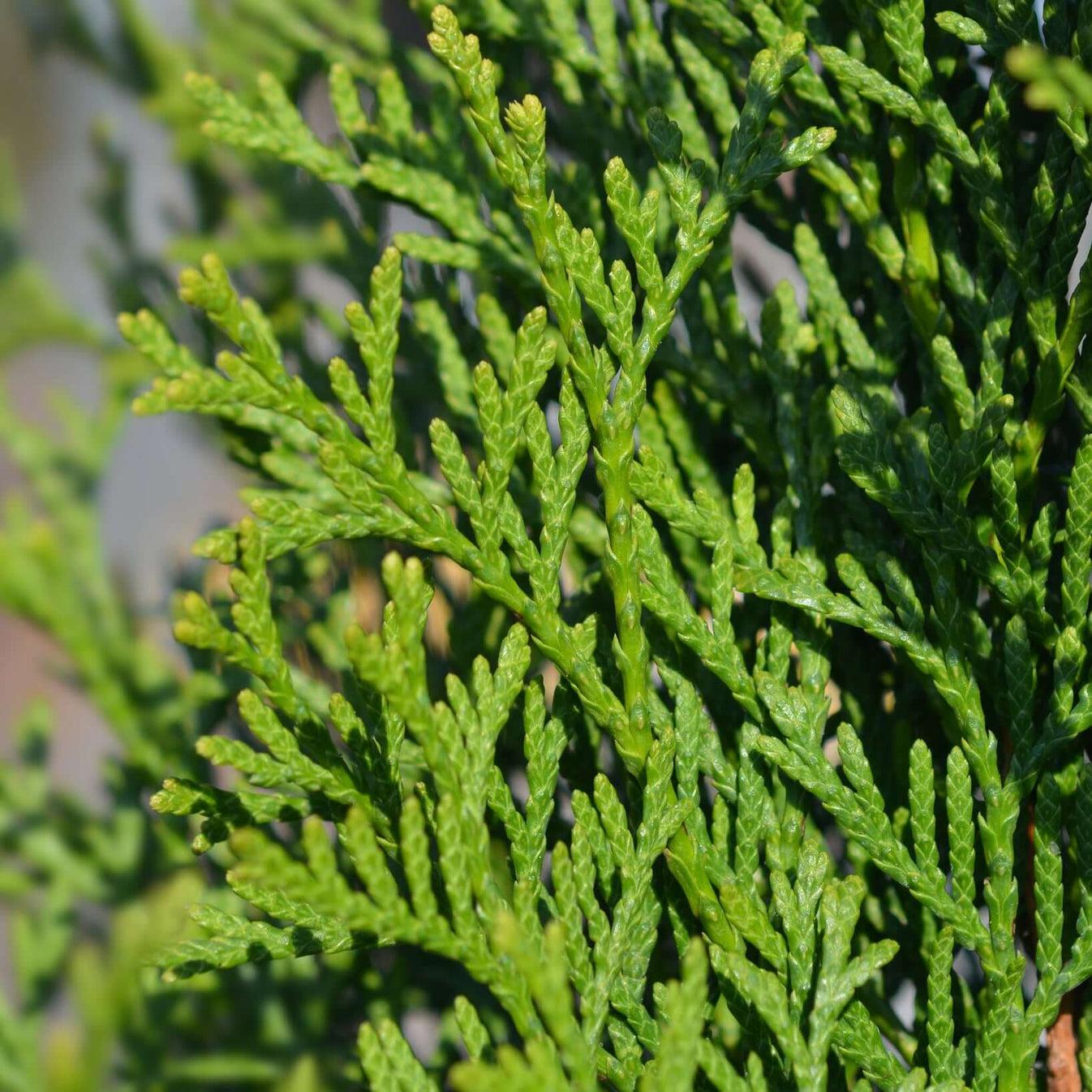 Thuja Occidentalis Emerald Green - View 16 from www redcrocus com