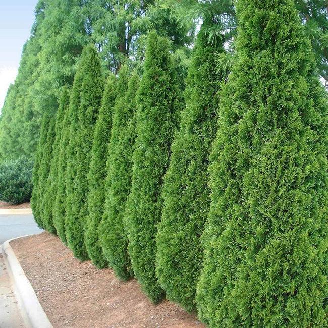 Thuja Occidentalis Emerald Green - View 9 from www redcrocus com