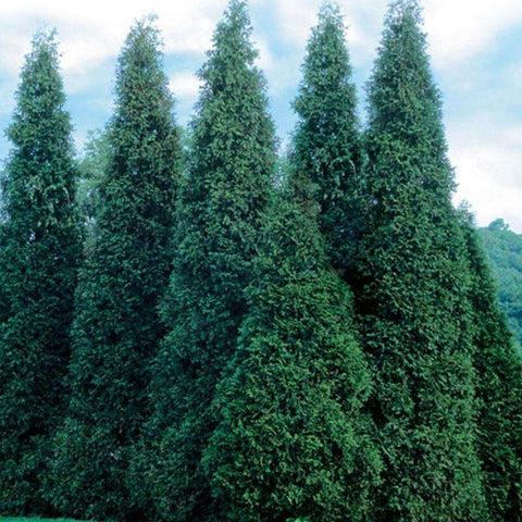 Thuja Occidentalis Wintergreen - View 12 from www redcrocus com