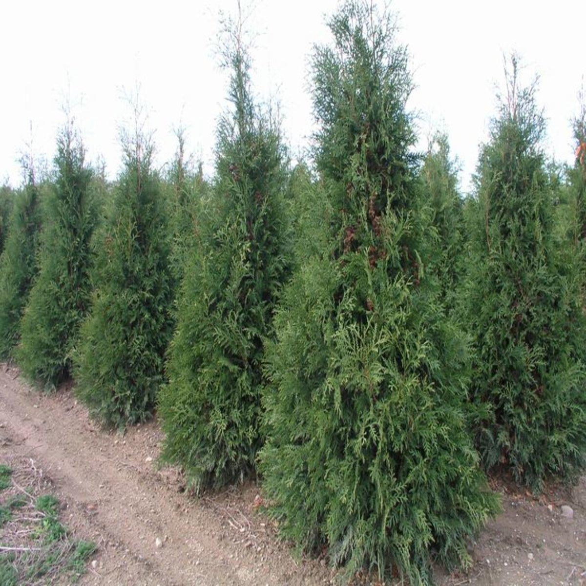 Thuja Occidentalis Wintergreen - View 14 from www redcrocus com