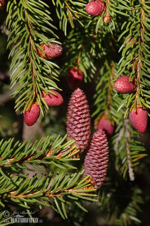 Picea Abies - View 13 from www redcrocus com