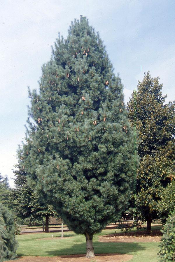Pinus Strobus Fastigiata - View 2 from www redcrocus com
