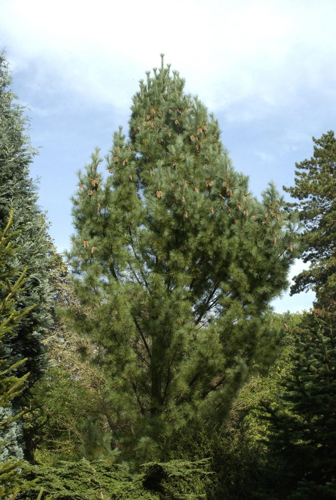Pinus Strobus Fastigiata - View 4 from www redcrocus com