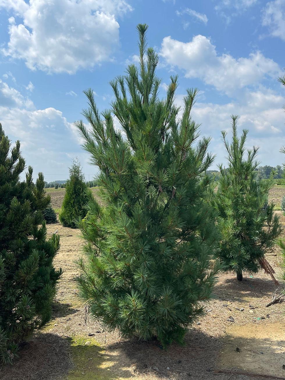 Pinus Strobus Fastigiata - View 8 from www redcrocus com