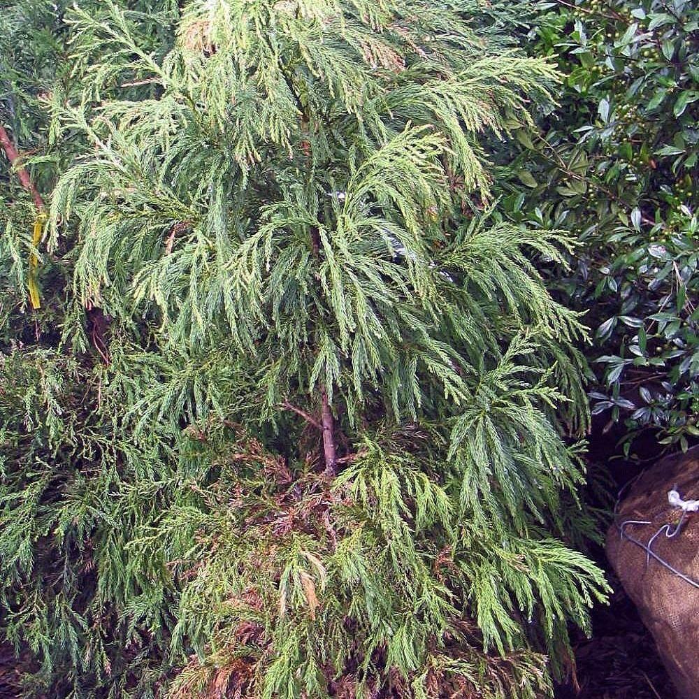 Cryptomeria Japonica Yoshino - View 11 from www redcrocus com