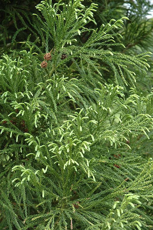 Cryptomeria Japonica Yoshino - View 13 from www redcrocus com