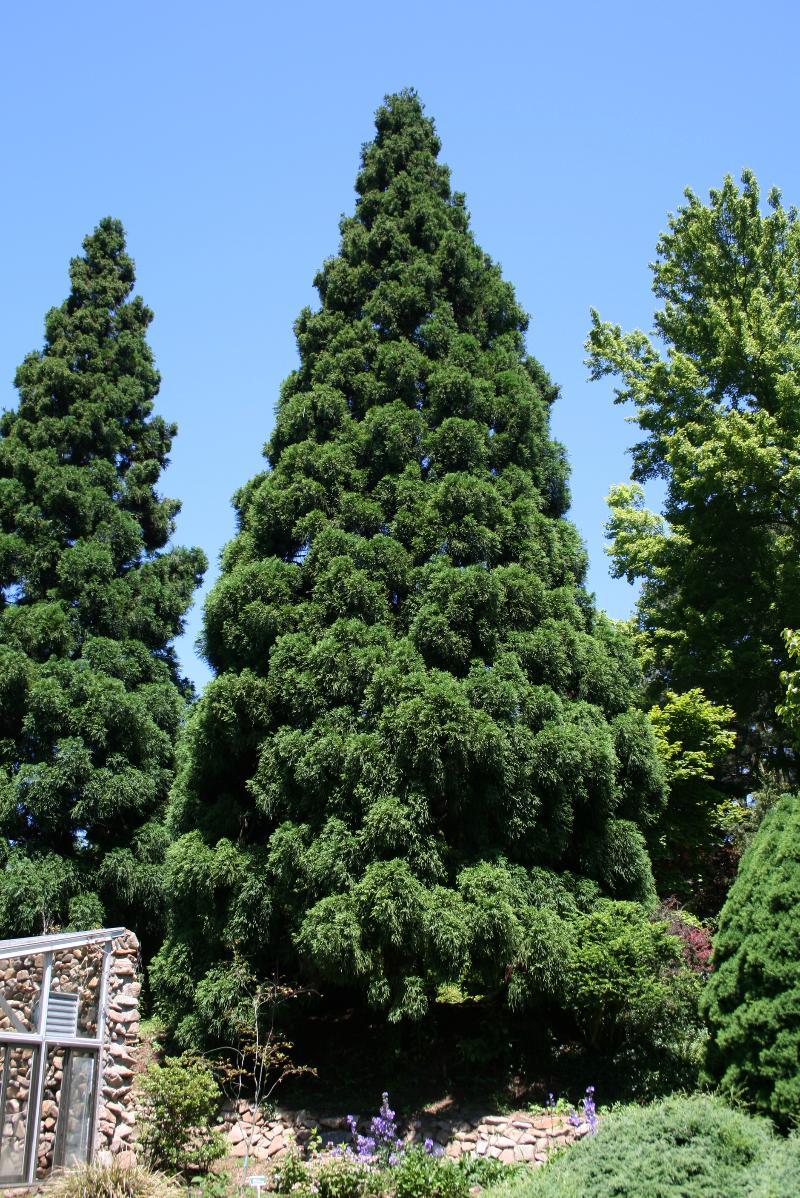 Cryptomeria Japonica Yoshino - View 14 from www redcrocus com