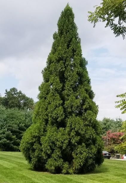 Cryptomeria Japonica Yoshino - View 15 from www redcrocus com