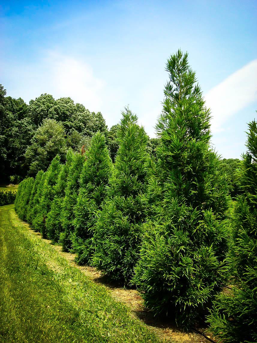 Cryptomeria Japonica Yoshino - View 2 from www redcrocus com