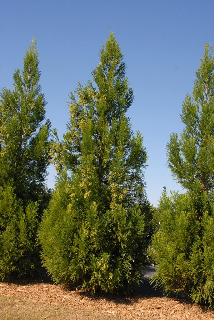 Cryptomeria Japonica Yoshino - View 3 from www redcrocus com