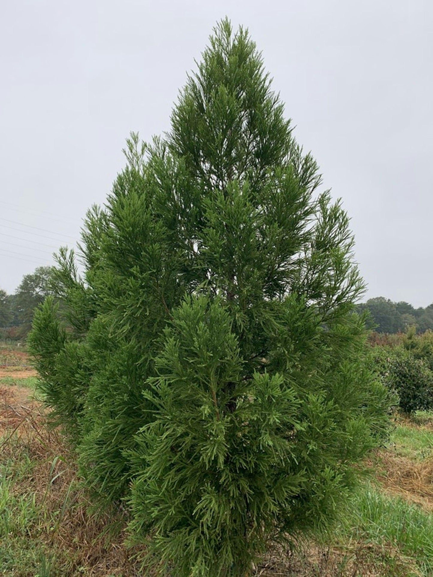 Cryptomeria Japonica Yoshino - View 4 from www redcrocus com