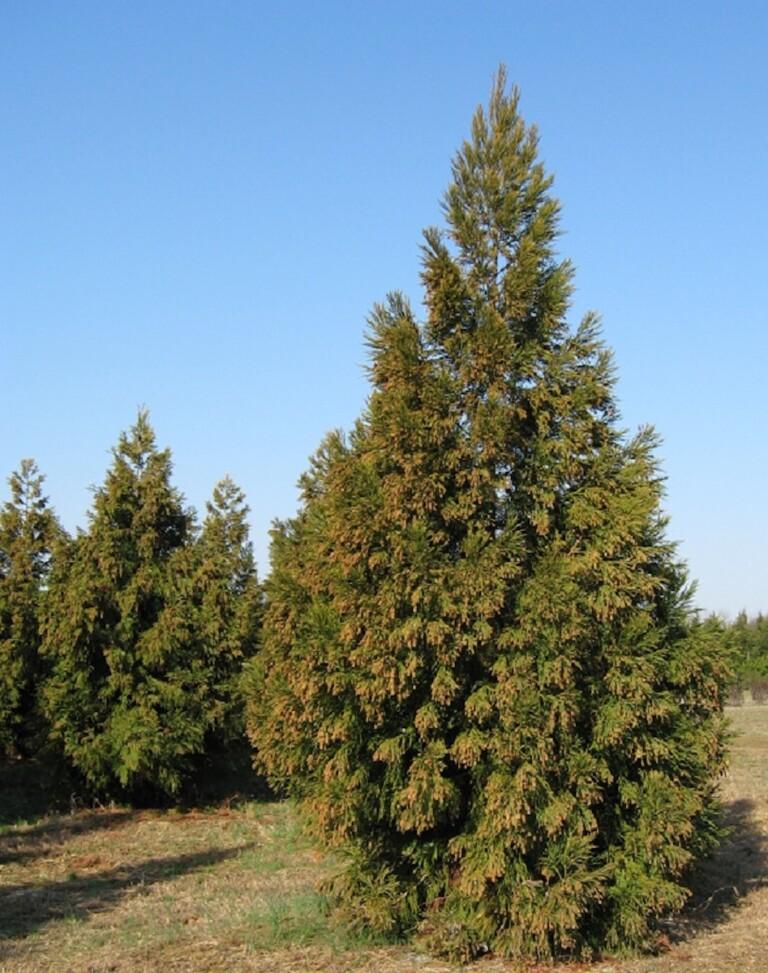 Cryptomeria Japonica Yoshino - View 5 from www redcrocus com