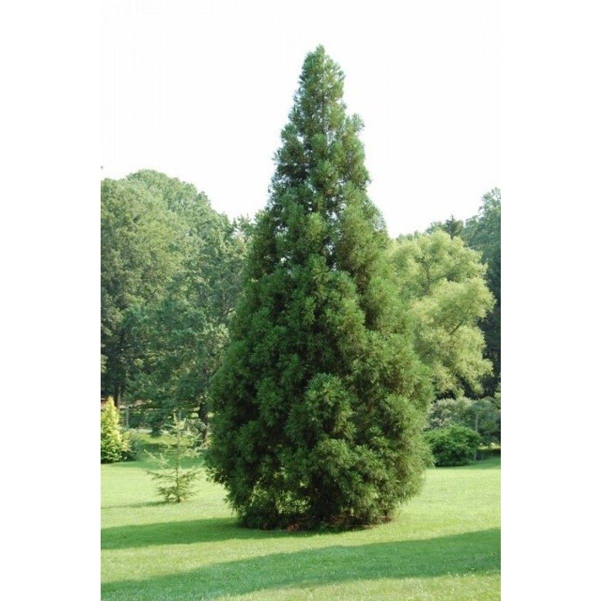 Cryptomeria Japonica Yoshino - View 6 from www redcrocus com