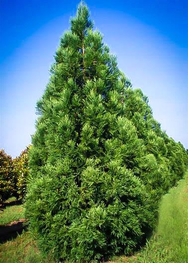 Cryptomeria Japonica Yoshino - View 7 from www redcrocus com