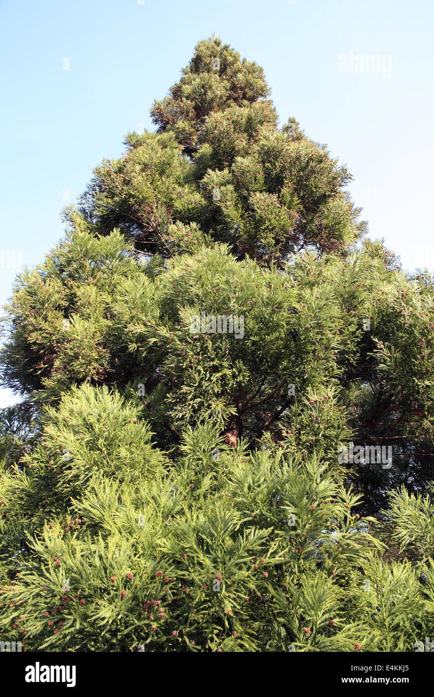 Cryptomeria Japonica Yoshino - View 8 from www redcrocus com