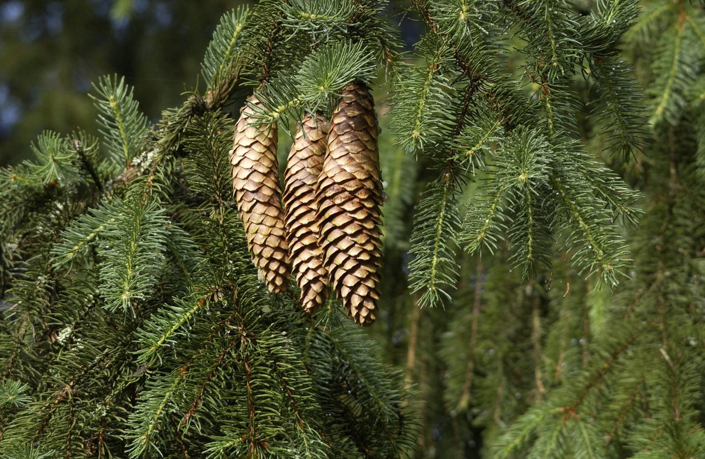 Picea Abies - View 10 from www redcrocus com