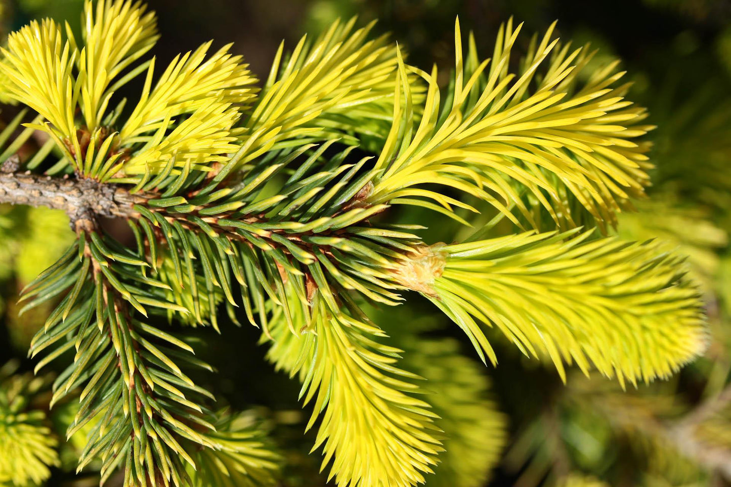 Picea Abies - View 13 from www redcrocus com