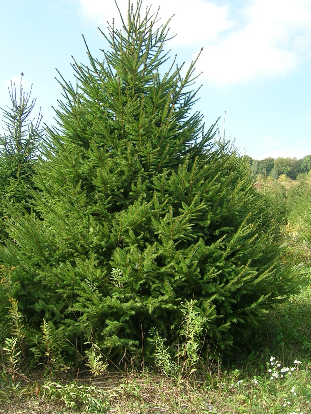 Picea Abies - View 15 from www redcrocus com