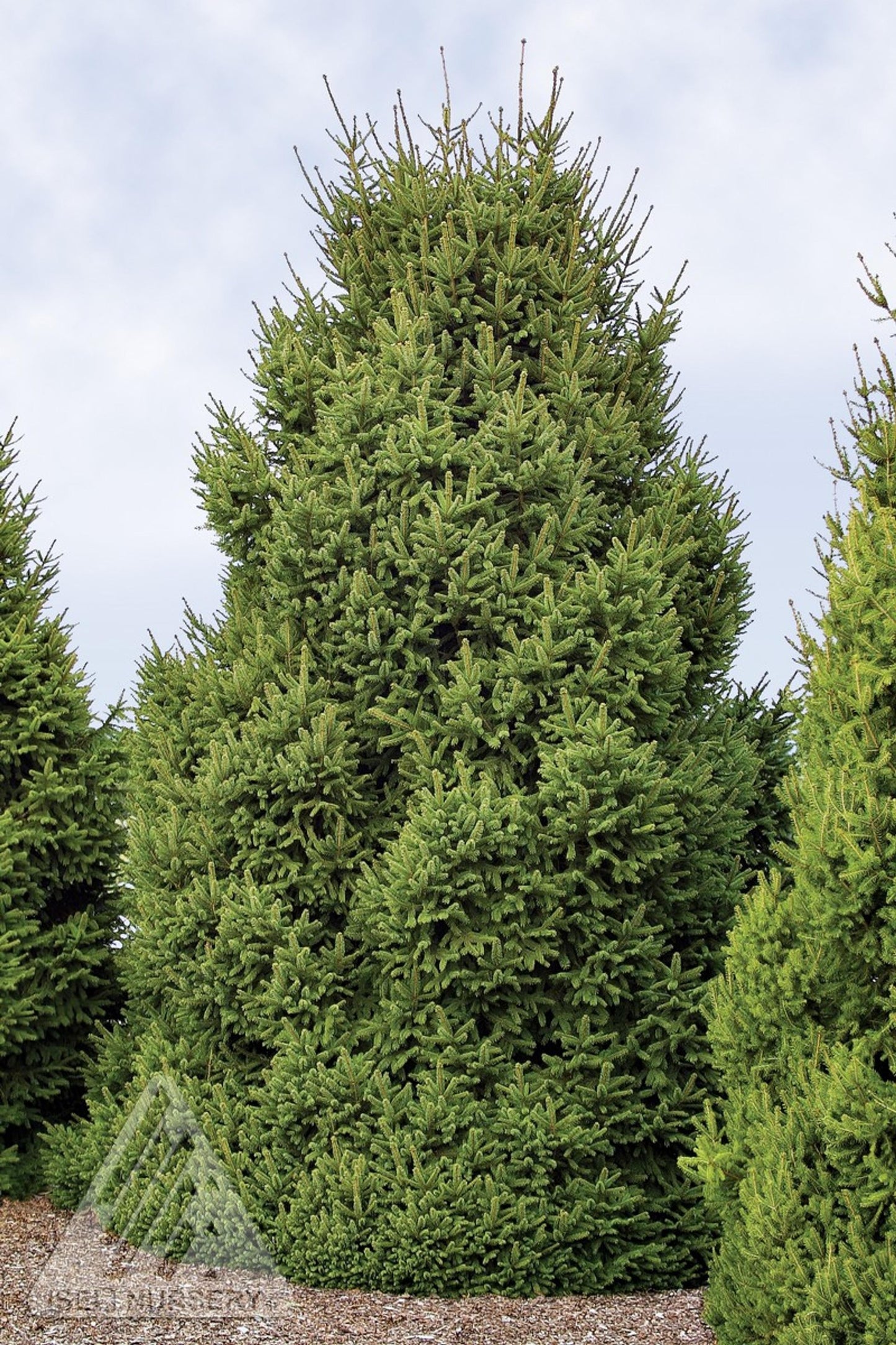 Picea Abies - View 17 from www redcrocus com