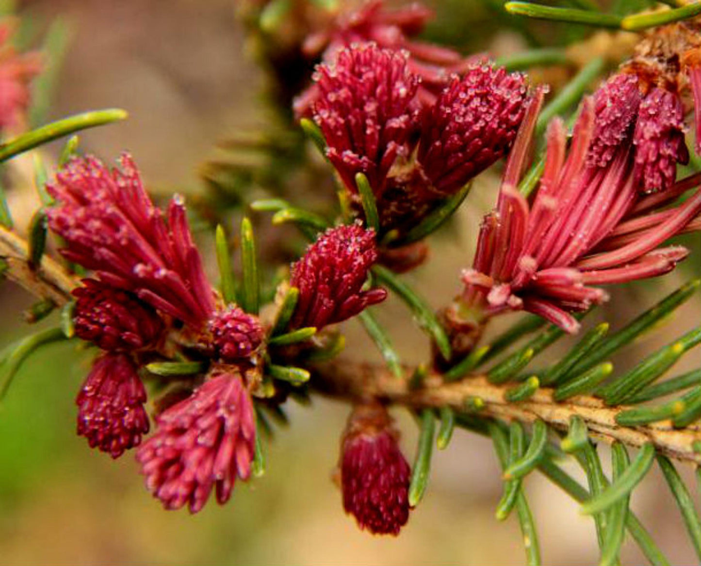 Picea Abies - View 19 from www redcrocus com
