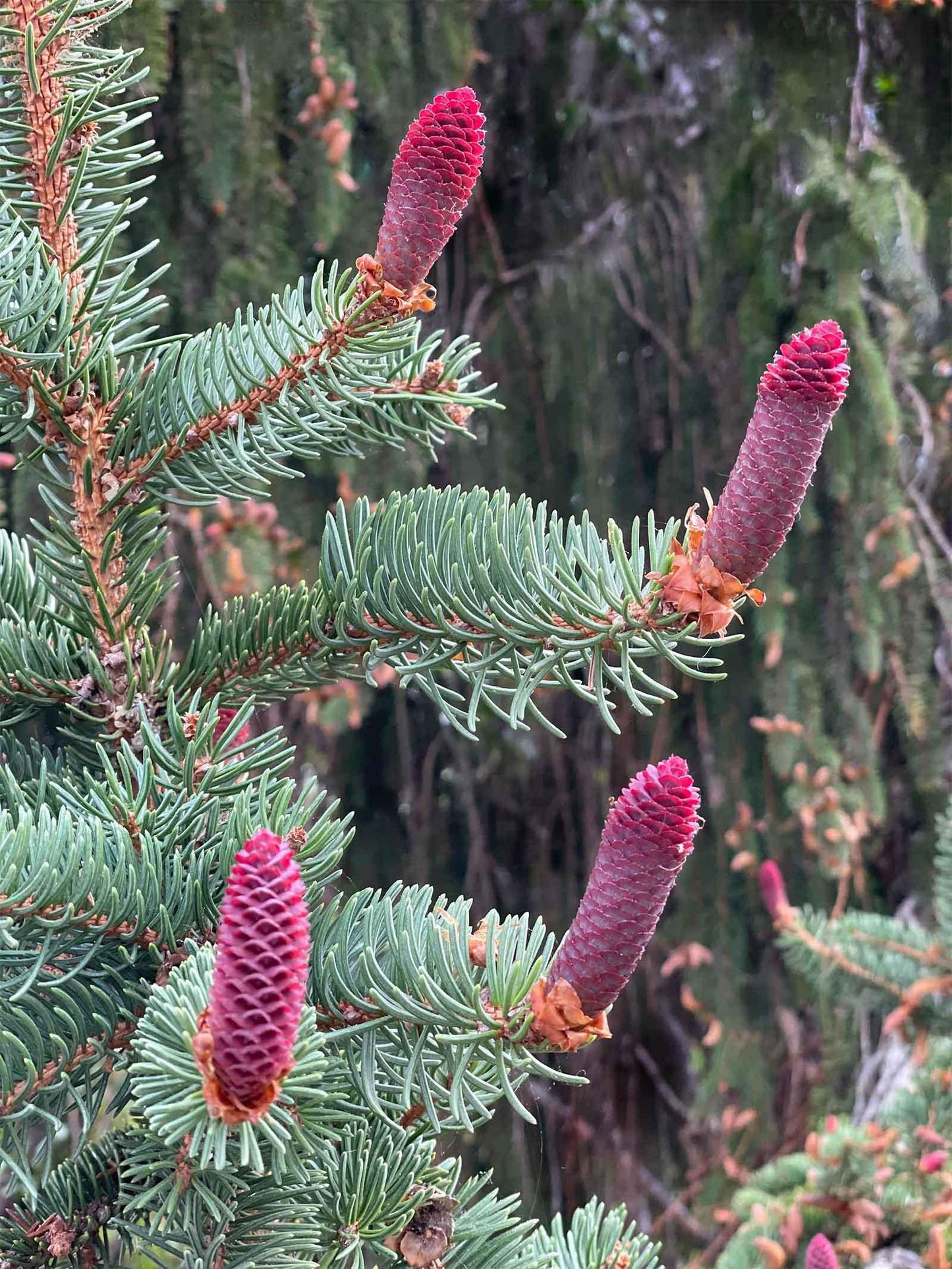 Picea Abies - View 6 from www redcrocus com