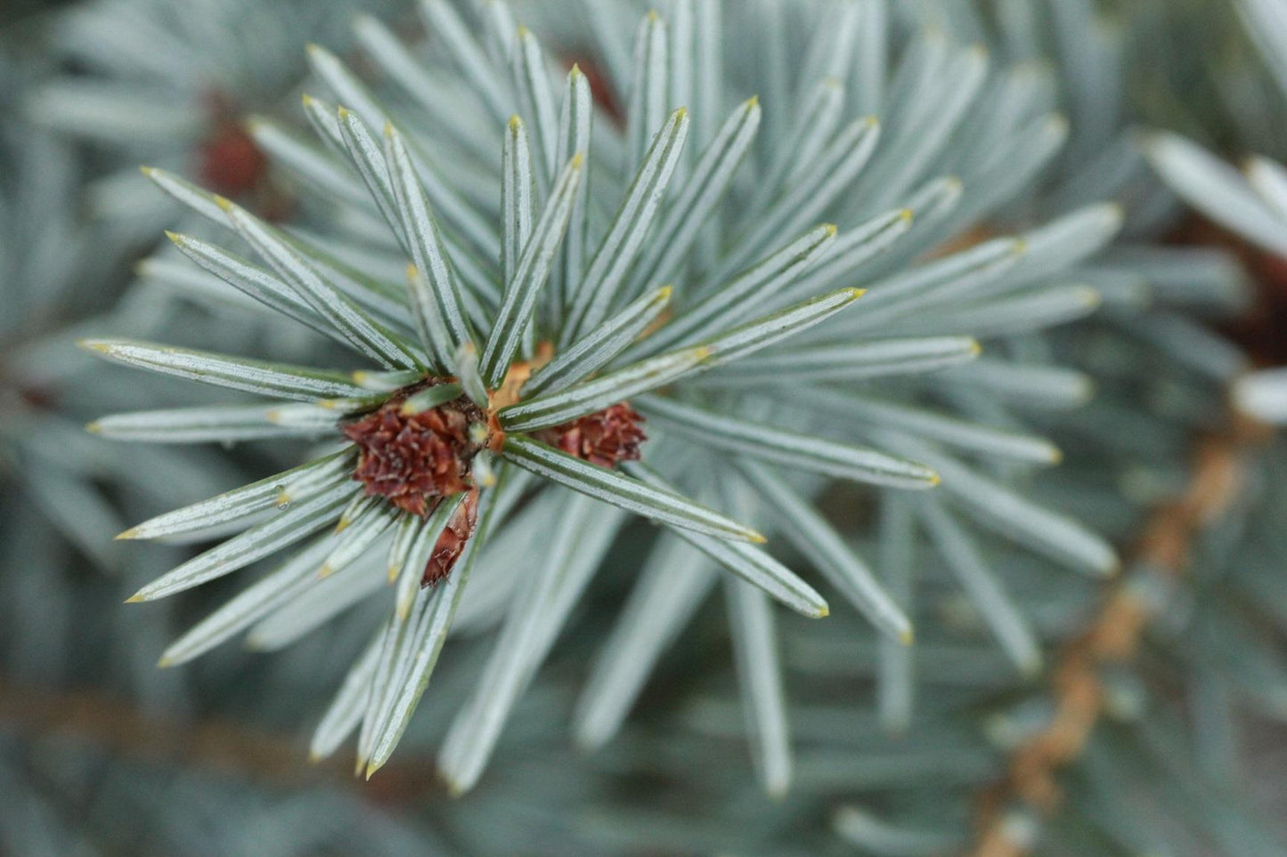 Picea Omorika - View 10 from www redcrocus com