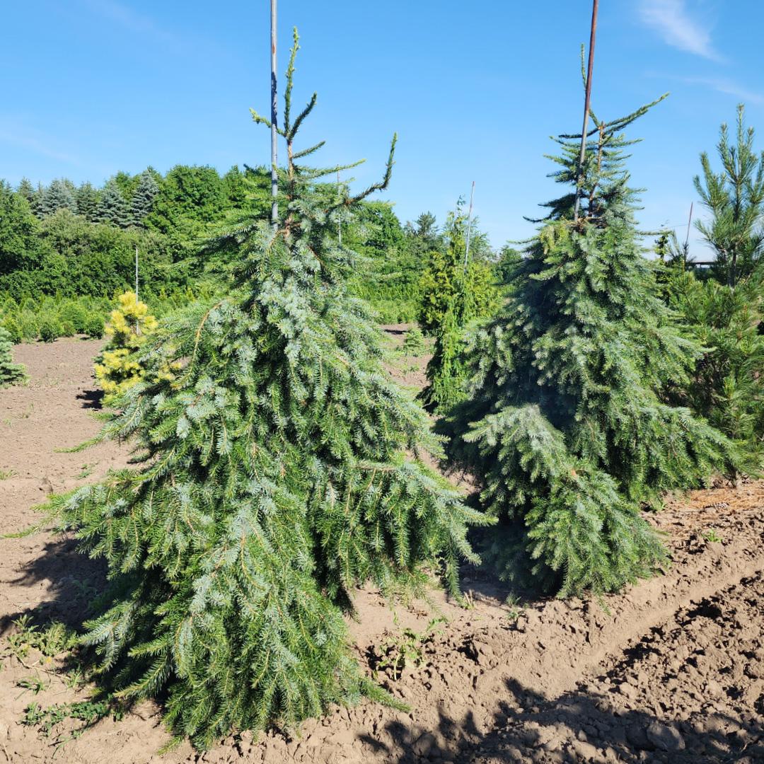 Picea Omorika - View 13 from www redcrocus com