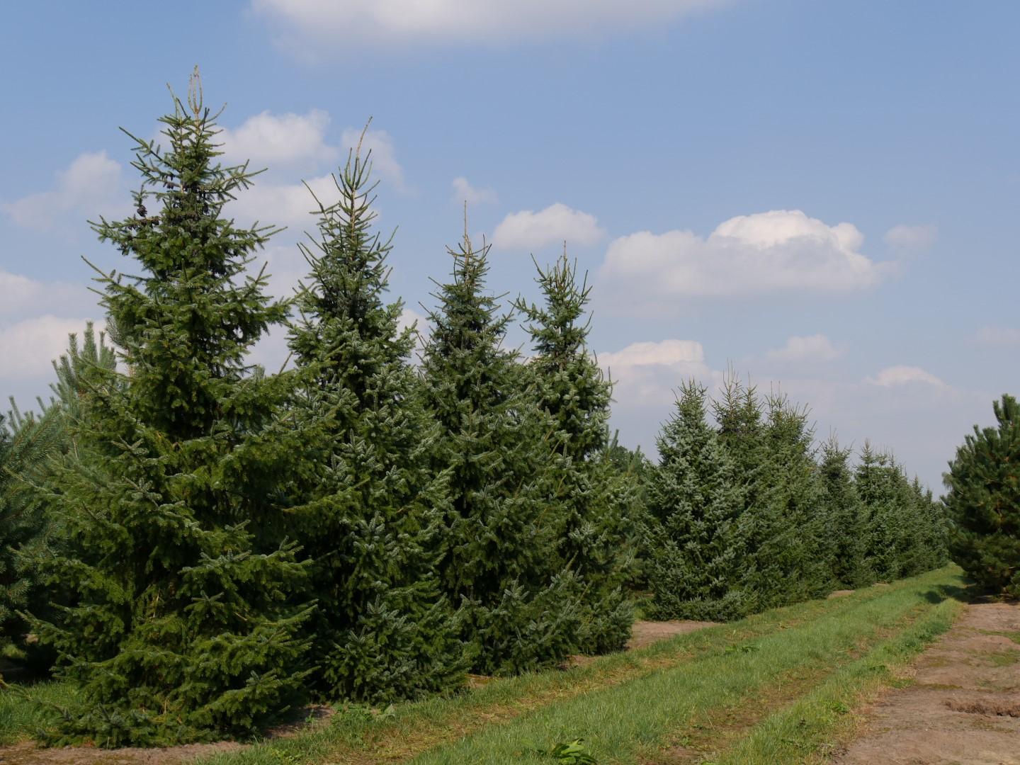 Picea Omorika - View 16 from www redcrocus com