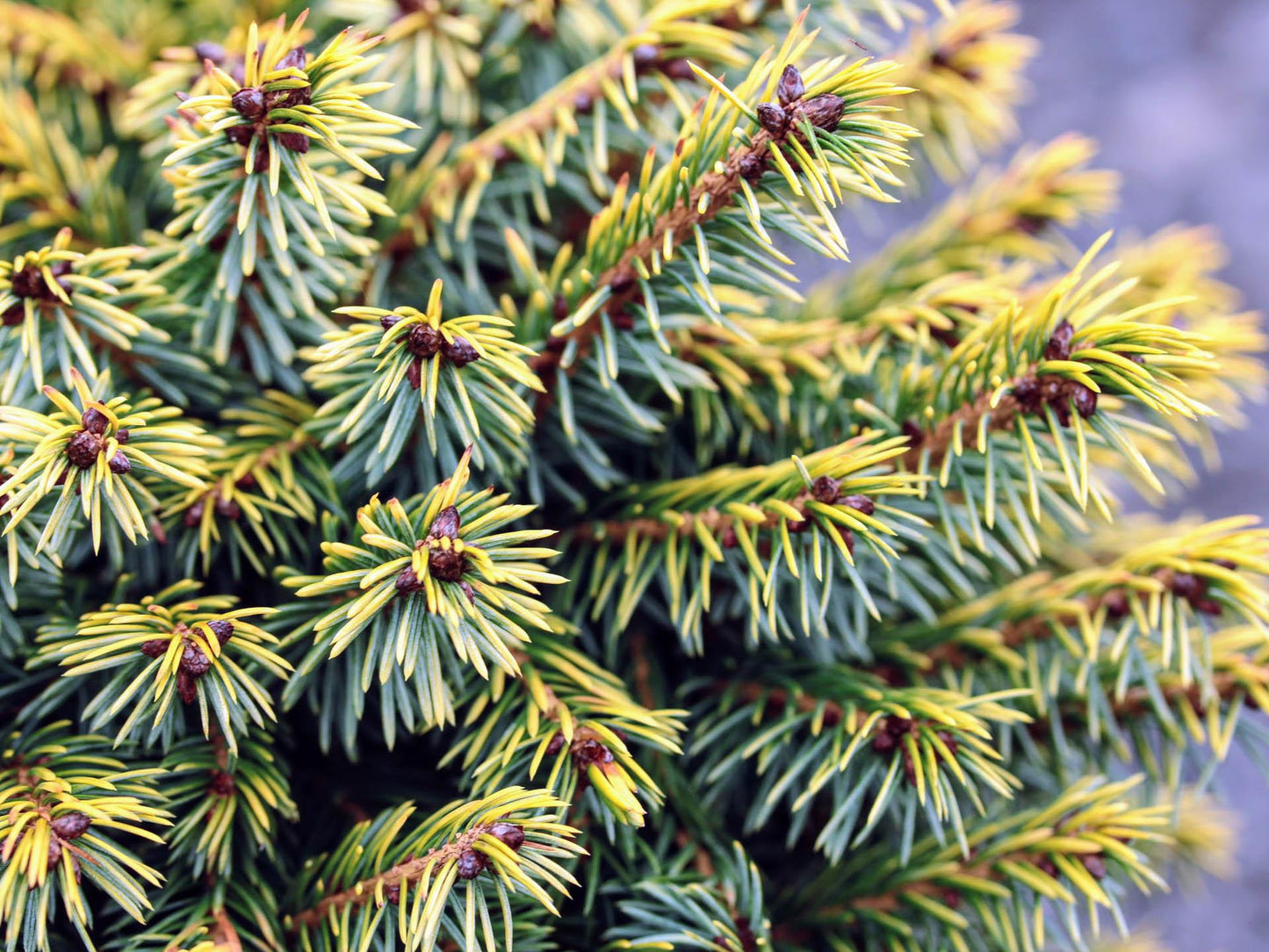 Picea Omorika - View 17 from www redcrocus com