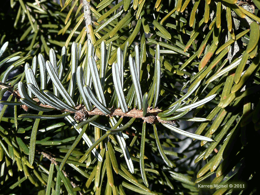 Picea Omorika - View 19 from www redcrocus com