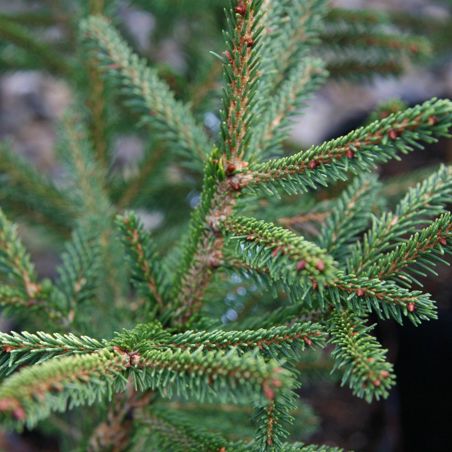 Picea Omorika - View 21 from www redcrocus com