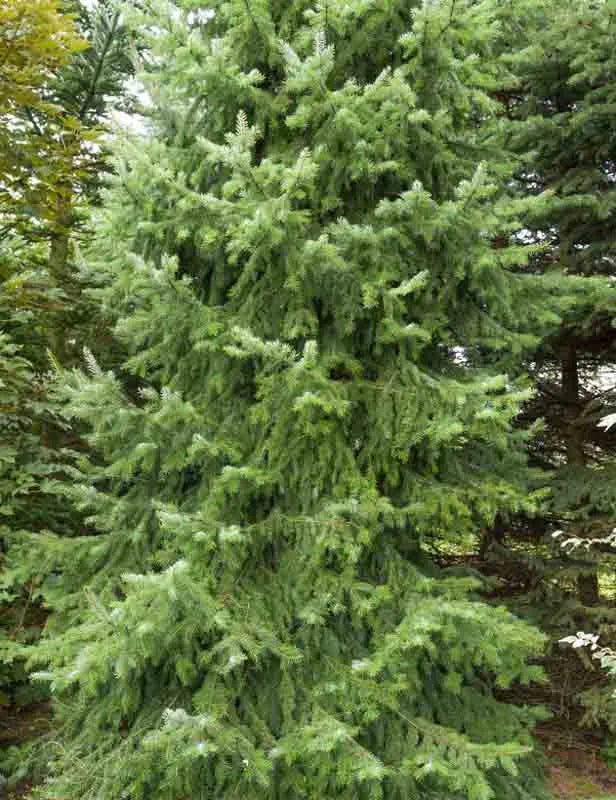 Picea Omorika - View 26 from www redcrocus com