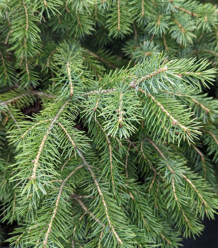 Picea Omorika - View 28 from www redcrocus com