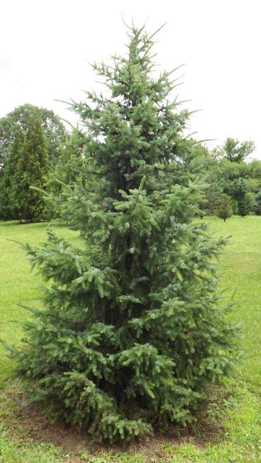 Picea Omorika - View 29 from www redcrocus com