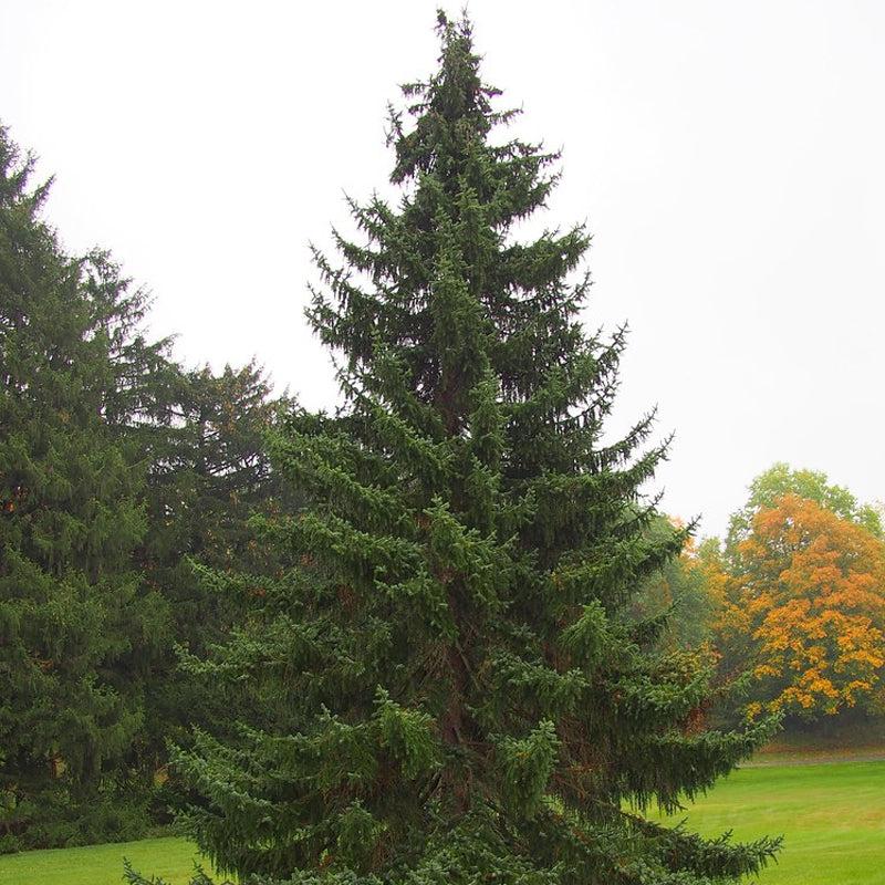 Picea Omorika - View 31 from www redcrocus com