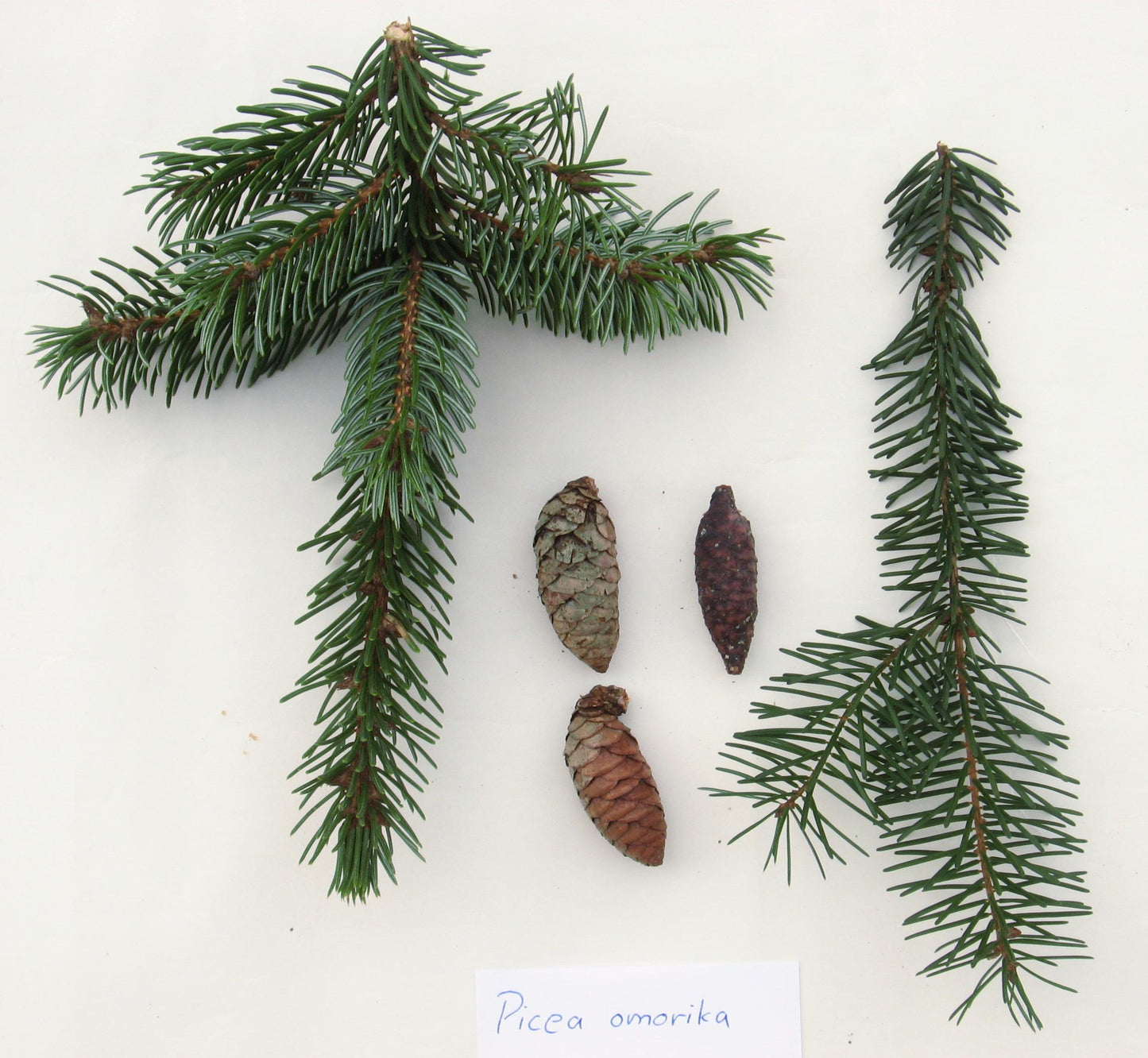 Picea Omorika - View 32 from www redcrocus com