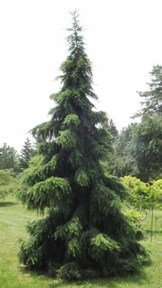 Picea Omorika - View 37 from www redcrocus com