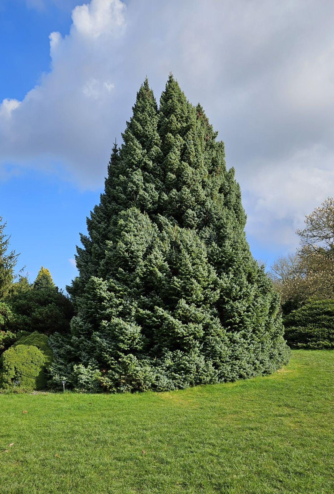 Picea Omorika - View 6 from www redcrocus com