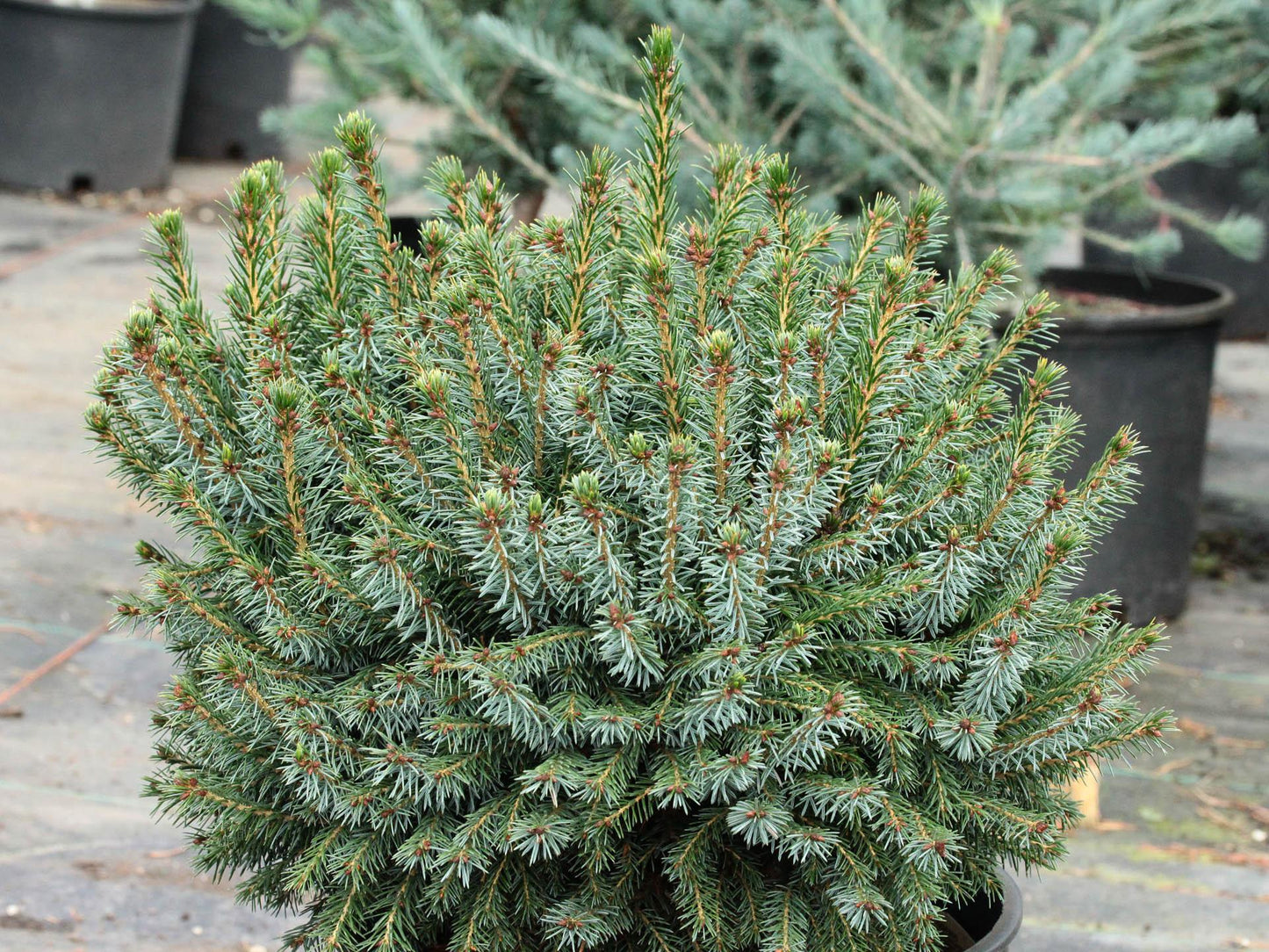 Picea Omorika - View 7 from www redcrocus com