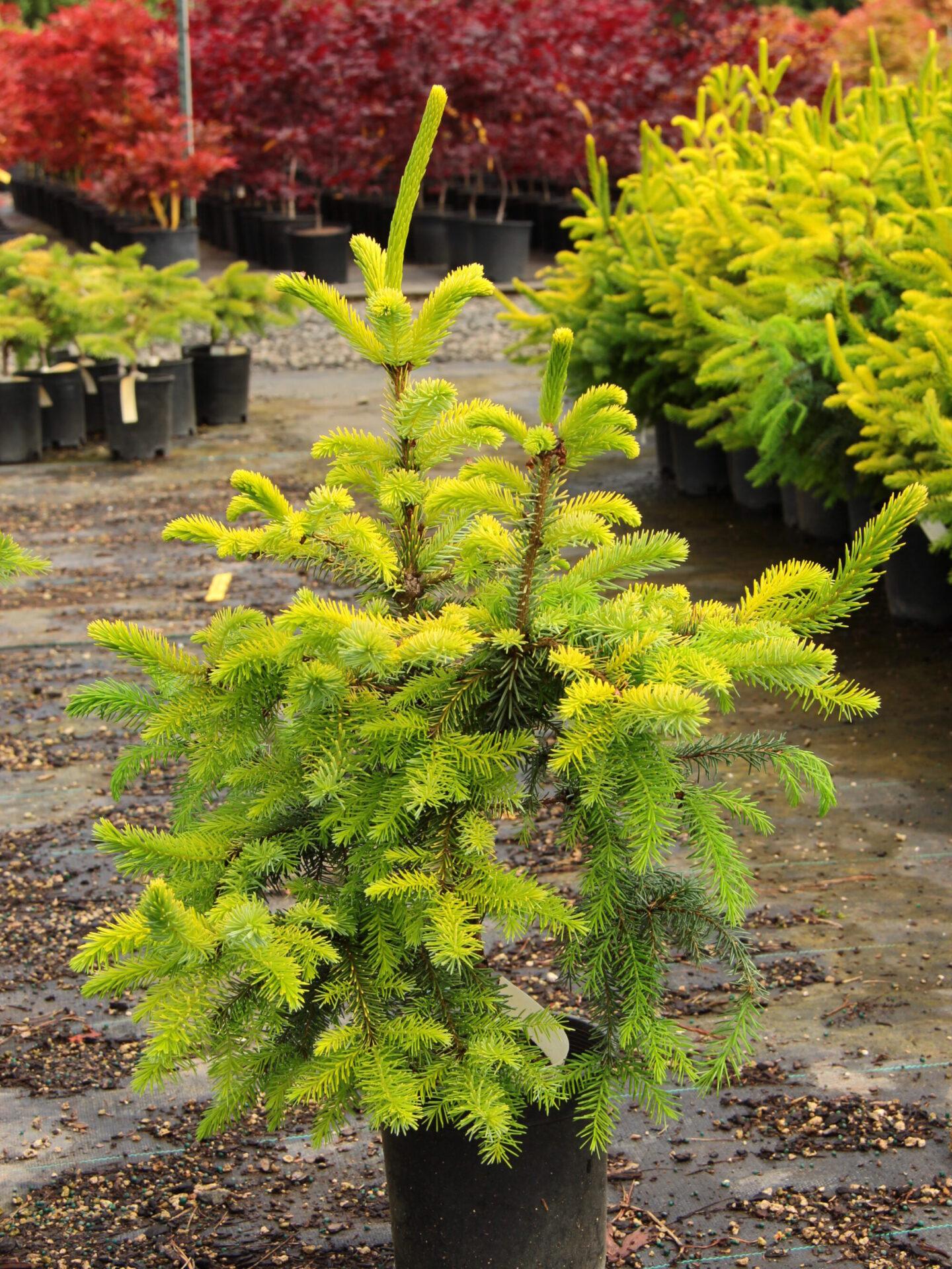 Picea Omorika - View 8 from www redcrocus com