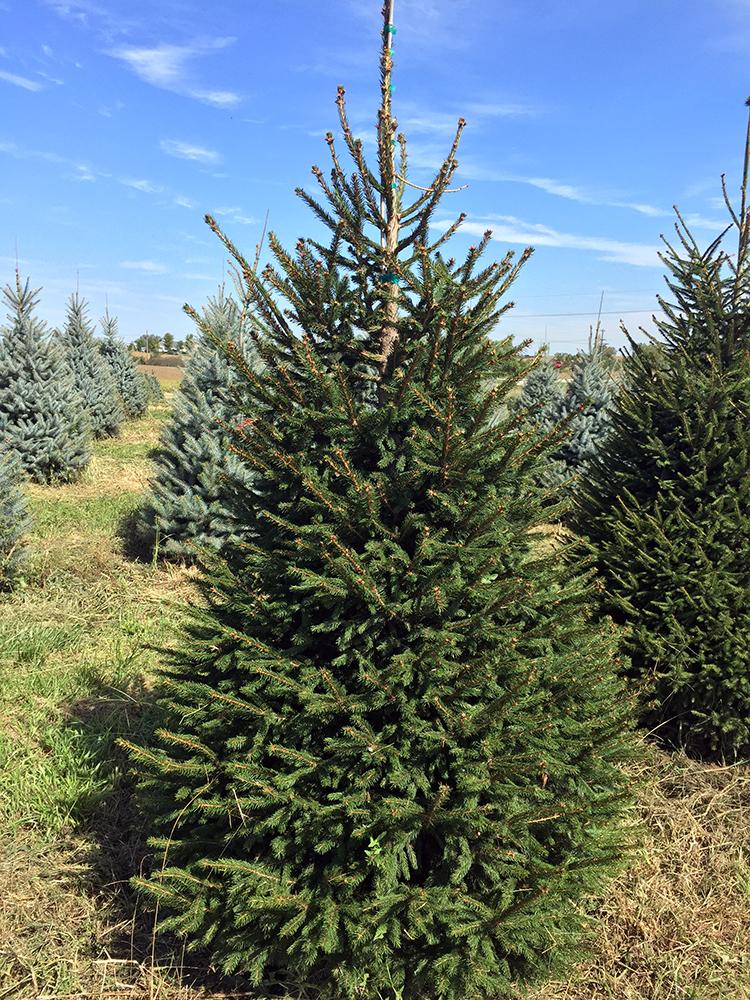 Picea Abies - View 12 from www redcrocus com