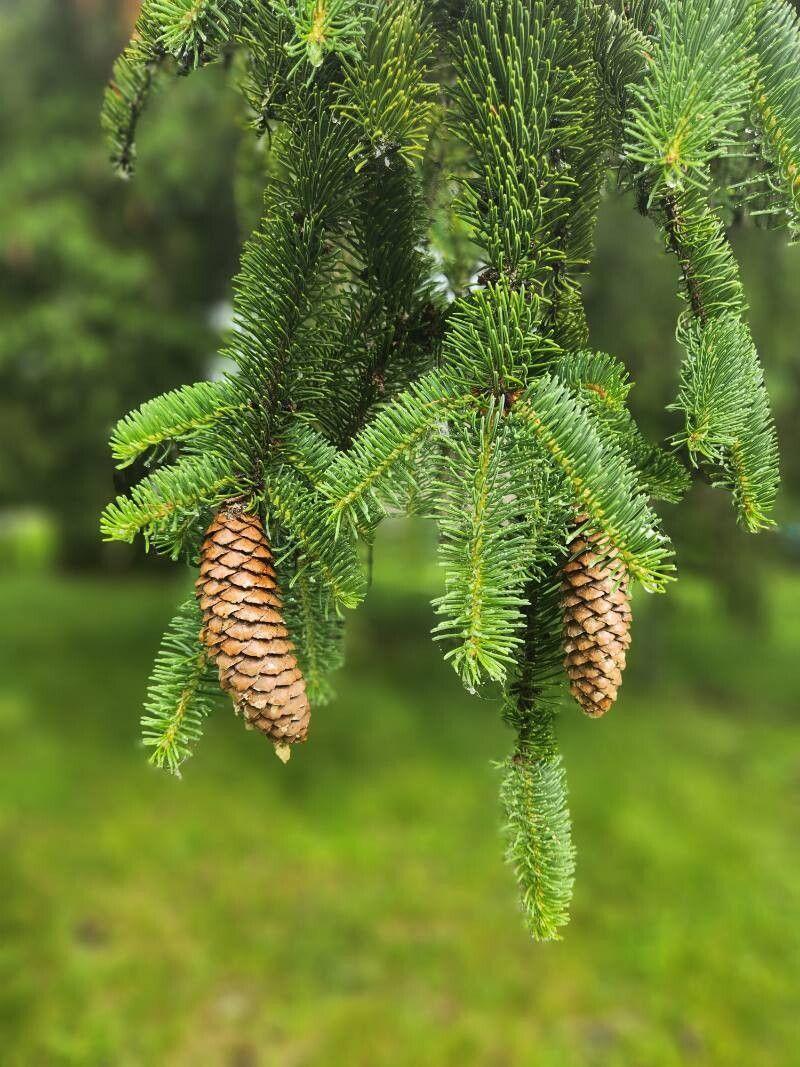 Picea Abies - View 13 from www redcrocus com