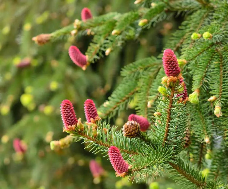 Picea Abies - View 16 from www redcrocus com
