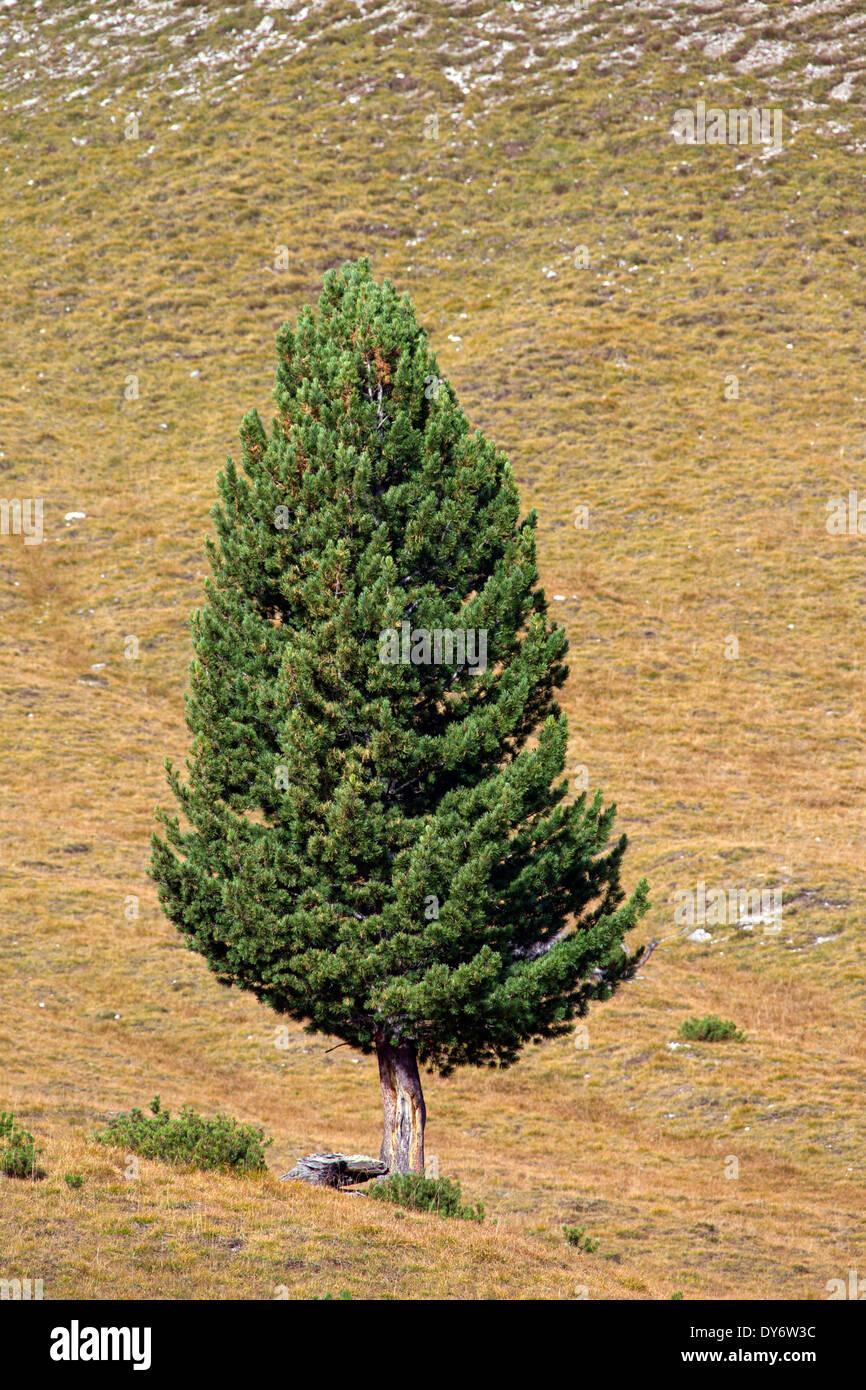 Pinus Cembra - View 10 from www redcrocus com