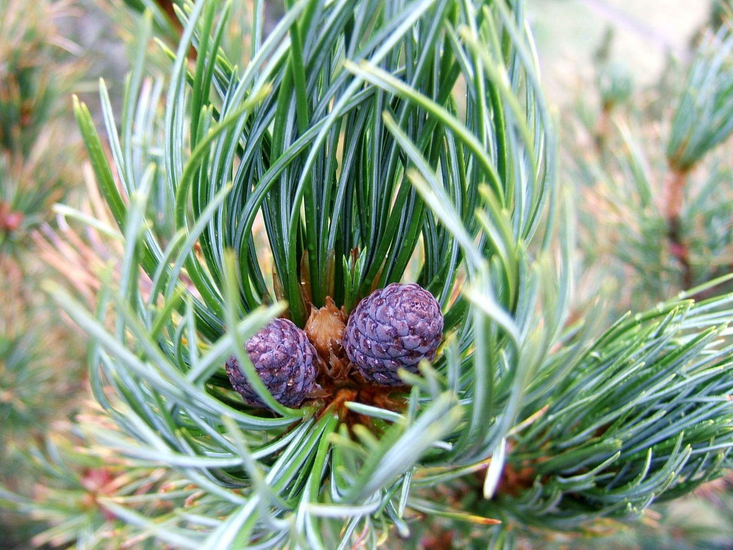 Pinus Cembra - View 16 from www redcrocus com